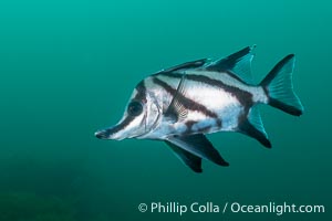 Longsnout Boarfish, Pentaceropsis recurvirostris, Kangaroo Island, South Australia, Pentaceropsis recurvirostris