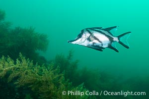 Longsnout Boarfish, Pentaceropsis recurvirostris, Kangaroo Island, South Australia, Pentaceropsis recurvirostris