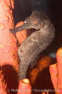 Longsnout seahorse, Hippocampus reidi