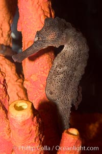 Longsnout seahorse, Hippocampus reidi