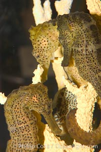 Longsnout seahorse, Hippocampus reidi