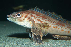 Longspine combfish, Zaniolepis latipinnis