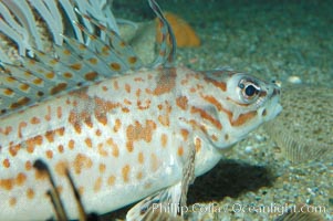 Longspine combfish, Zaniolepis latipinnis