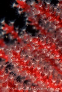 Red gorgonian, Leptogorgia chilensis, Lophogorgia chilensis, San Clemente Island