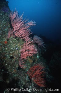 Pacific torpedo ray, Farnsworth Banks, Catalina, Torpedo californica, Leptogorgia chilensis, Lophogorgia chilensis, Catalina Island