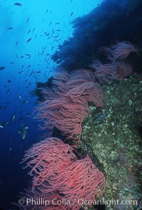 Red gorgonians, Leptogorgia chilensis, Lophogorgia chilensis, San Clemente Island