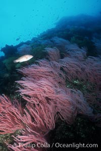 Red gorgonians, Leptogorgia chilensis, Lophogorgia chilensis, San Clemente Island