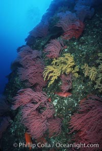 Red gorgonians, Leptogorgia chilensis, Lophogorgia chilensis, San Clemente Island