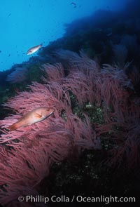 Red gorgonians, Leptogorgia chilensis, Lophogorgia chilensis, San Clemente Island