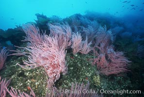 Red gorgonians, Leptogorgia chilensis, Lophogorgia chilensis, San Clemente Island