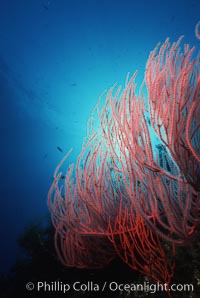 Red gorgonian, Leptogorgia chilensis, Lophogorgia chilensis, San Clemente Island