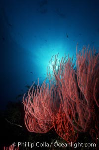 Red gorgonian, Leptogorgia chilensis, Lophogorgia chilensis, San Clemente Island