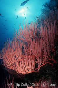 Red gorgonian, polyp detail.