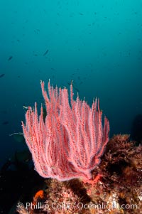 Red gorgonian, Leptogorgia chilensis, Lophogorgia chilensis, San Clemente Island