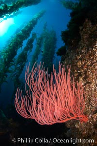 Red gorgonian on rocky reef, below kelp forest, underwater.  The red gorgonian is a filter-feeding temperate colonial species that lives on the rocky bottom at depths between 50 to 200 feet deep. Gorgonians are oriented at right angles to prevailing water currents to capture plankton drifting by, Leptogorgia chilensis, Lophogorgia chilensis, Macrocystis pyrifera, San Clemente Island