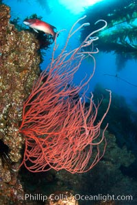 Red gorgonian on rocky reef, below kelp forest, underwater.  The red gorgonian is a filter-feeding temperate colonial species that lives on the rocky bottom at depths between 50 to 200 feet deep. Gorgonians are oriented at right angles to prevailing water currents to capture plankton drifting by, Leptogorgia chilensis, Lophogorgia chilensis, San Clemente Island