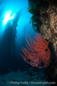 Red gorgonian on rocky reef, below kelp forest, underwater.  The red gorgonian is a filter-feeding temperate colonial species that lives on the rocky bottom at depths between 50 to 200 feet deep. Gorgonians are oriented at right angles to prevailing water currents to capture plankton drifting by, Leptogorgia chilensis, Lophogorgia chilensis, Macrocystis pyrifera, San Clemente Island