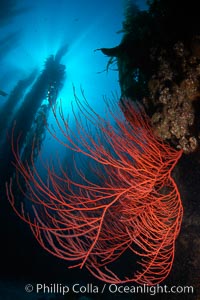 Red gorgonian on rocky reef, below kelp forest, underwater.  The red gorgonian is a filter-feeding temperate colonial species that lives on the rocky bottom at depths between 50 to 200 feet deep. Gorgonians are oriented at right angles to prevailing water currents to capture plankton drifting by, Lophogorgia chilensis, Macrocystis pyrifera, San Clemente Island