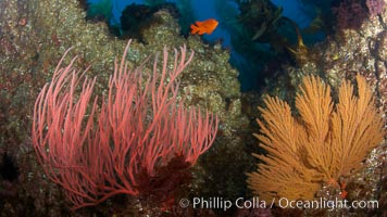 Red gorgonian (left) and California golden gorgonian (right) on rocky reef, below kelp forest, underwater.  Gorgonians are filter-feeding temperate colonial species that live on the rocky bottom at depths between 50 to 200 feet deep.  Each individual polyp is a distinct animal, together they secrete calcium that forms the structure of the colony. Gorgonians are oriented at right angles to prevailing water currents to capture plankton drifting by, Leptogorgia chilensis, Lophogorgia chilensis, San Clemente Island