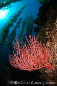 Red gorgonian on rocky reef, below kelp forest, underwater.  The red gorgonian is a filter-feeding temperate colonial species that lives on the rocky bottom at depths between 50 to 200 feet deep. Gorgonians are oriented at right angles to prevailing water currents to capture plankton drifting by, Lophogorgia chilensis, Macrocystis pyrifera, San Clemente Island