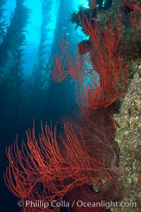 Red gorgonian on rocky reef, below kelp forest, underwater.  The red gorgonian is a filter-feeding temperate colonial species that lives on the rocky bottom at depths between 50 to 200 feet deep. Gorgonians are oriented at right angles to prevailing water currents to capture plankton drifting by, Leptogorgia chilensis, Lophogorgia chilensis, Macrocystis pyrifera, San Clemente Island