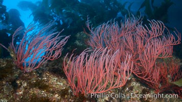 Red gorgonian, underwater.  The red gorgonian is a filter-feeding temperate colonial species that lives on the rocky bottom at depths between 50 to 200 feet deep. Gorgonians are oriented at right angles to prevailing water currents to capture plankton drifting by, Leptogorgia chilensis, Lophogorgia chilensis, Macrocystis pyrifera, San Clemente Island