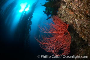 Red gorgonian on rocky reef, below kelp forest, underwater.  The red gorgonian is a filter-feeding temperate colonial species that lives on the rocky bottom at depths between 50 to 200 feet deep. Gorgonians are oriented at right angles to prevailing water currents to capture plankton drifting by, Leptogorgia chilensis, Lophogorgia chilensis, Macrocystis pyrifera, San Clemente Island