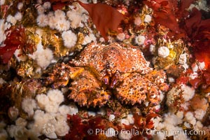 Lopholithodes mandtii Puget Sound King Crab amid a field of plumose anemones and red kelp, Queen Charlotte Strait, Canada