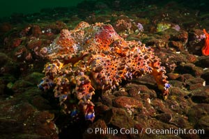 Lopholithodes mandtii, Puget Sound King Crab, Hornby Island, Canada, Lopholithodes mandtii