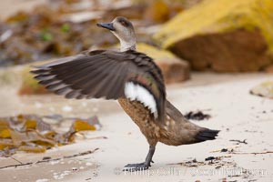 Patagonian crested duck, spreading its wings.  The crested dusk inhabits coastal regions where it forages for invertebrates and marine algae.  The male and female are similar in appearance.