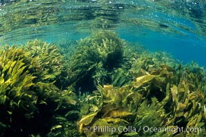 Lowlying palm kelp, San Clemente Island