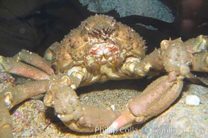 Sheep crab, Loxorhynchus grandis