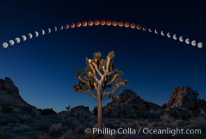 Lunar Eclipse and blood red moon sequence, stars, astronomical twilight, composite image, Joshua Tree National Park, April 14/15 2014.