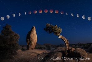 Image 29204, Lunar Eclipse and blood red moon sequence, over Juniper and Standing Rock, composite image, Joshua Tree National Park, April 14/15 2014., Phillip Colla, all rights reserved worldwide. Keywords: astrophotography, california, desert, eclipse, evening, full moon, joshua tree national park, lunar eclipse, moon, night, panorama, panoramic photo, stars, usa.