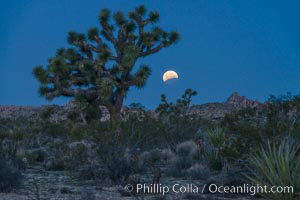 Lunar Eclipse Setting over Joshua Tree National Park, April 4 2015