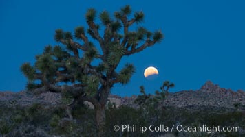 Lunar Eclipse Setting over Joshua Tree National Park, April 4 2015