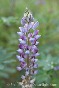 Lupine (species unidentified) blooms in spring, Lupinus, Rancho Santa Fe, California