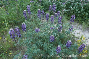 Lupine (species unidentified) blooms in spring, Lupinus, Rancho Santa Fe, California