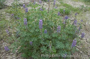 Lupine (species unidentified) blooms in spring, Lupinus, Rancho Santa Fe, California