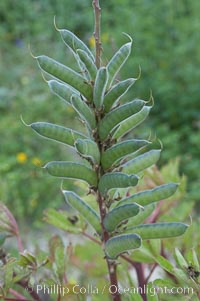 Lupine (species unidentified) blooms in spring, Lupinus, Rancho Santa Fe, California