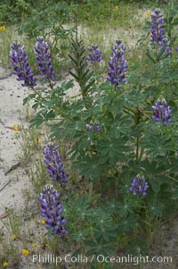 Lupine (species unidentified) blooms in spring, Lupinus, Rancho Santa Fe, California