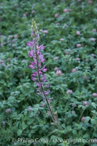 Lupine (species unidentified) blooms in spring, Lupinus, Rancho Santa Fe, California