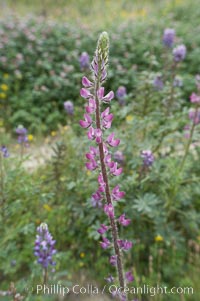 Lupine (species unidentified) blooms in spring, Lupinus, Rancho Santa Fe, California