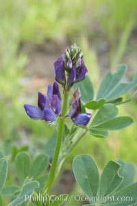 Lupine (species unidentified) blooms in spring, Batiquitos Lagoon, Carlsbad, Lupinus