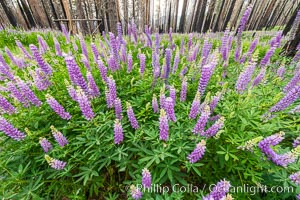 Lupine bloom in burned area after a forest fire, near Wawona, Yosemite National Park