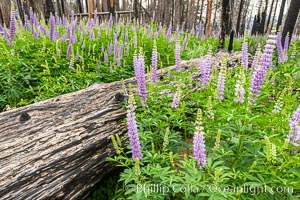 Lupine bloom in burned area after a forest fire, near Wawona, Yosemite National Park. California, USA, natural history stock photograph, photo id 36367