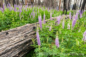 Lupine bloom in burned area after a forest fire, near Wawona, Yosemite National Park