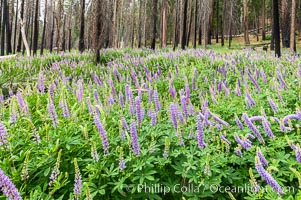 Lupine bloom in burned area after a forest fire, near Wawona, Yosemite National Park