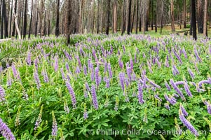 Lupine bloom in burned area after a forest fire, near Wawona, Yosemite National Park
