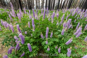 Lupine bloom in burned area after a forest fire, near Wawona, Yosemite National Park